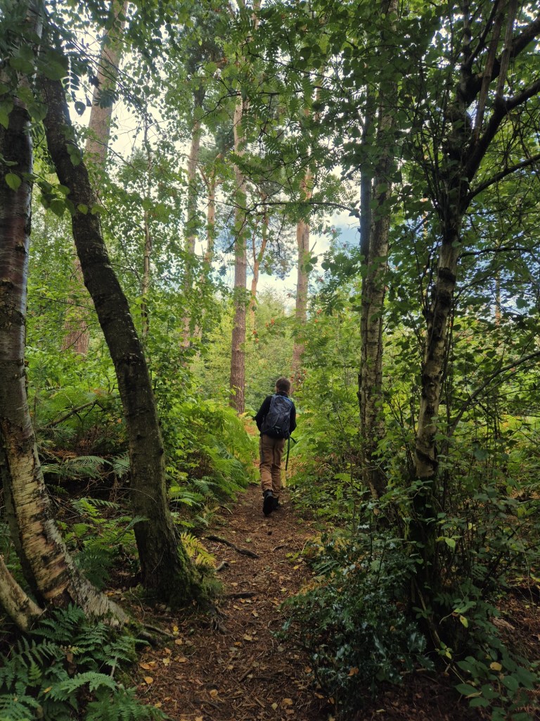 A boy with a backpack and walking gear walks through a woodland area along a footpath, surrounded by tall trees and ferns.