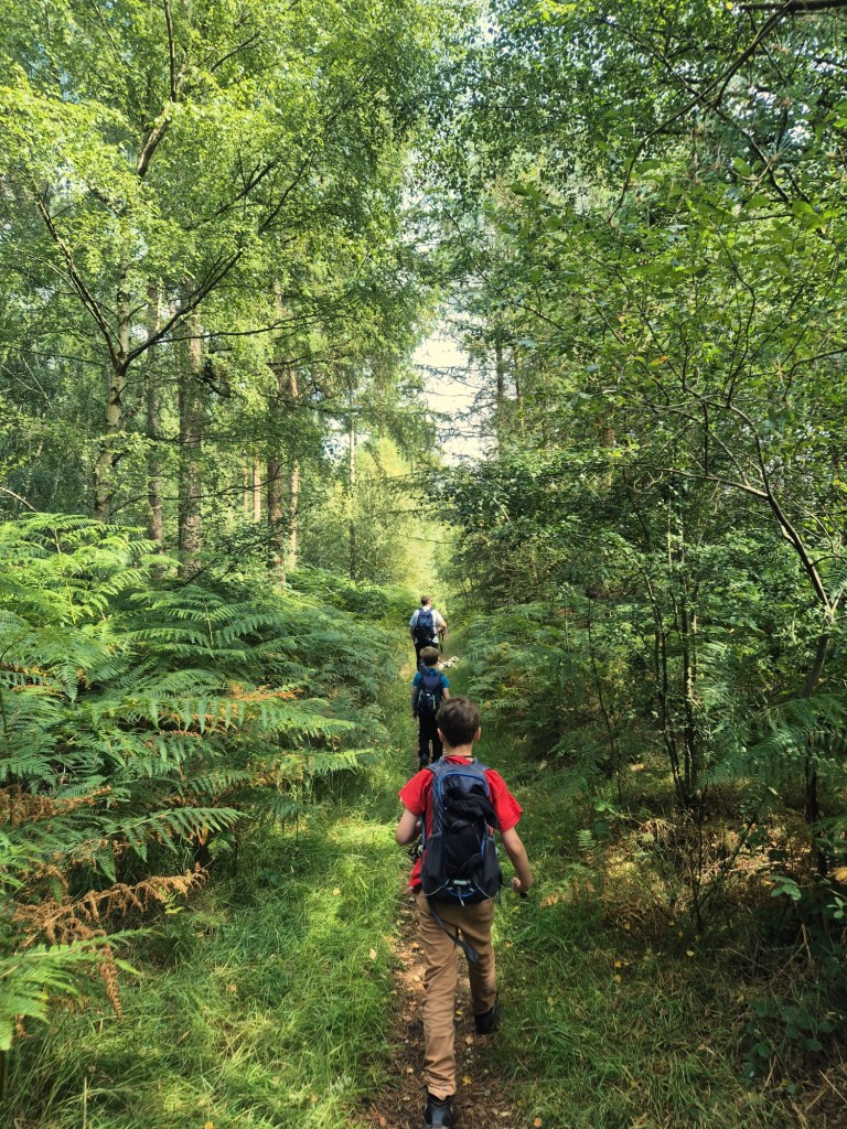 2 boys and a man with backpacks walk along a trail surrounded by ferns, through thick woodland.
