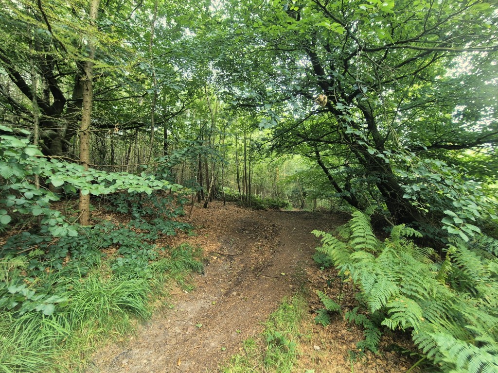 The woodland and walkway through Swynnerton Old Park, Staffordshre.