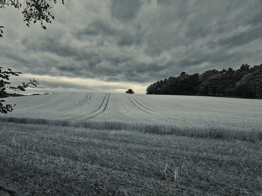 A black and white photo looking up a cornfield, the tyres tracks lead to the horizon where there is a tree canopy against a moody cloudy sky.