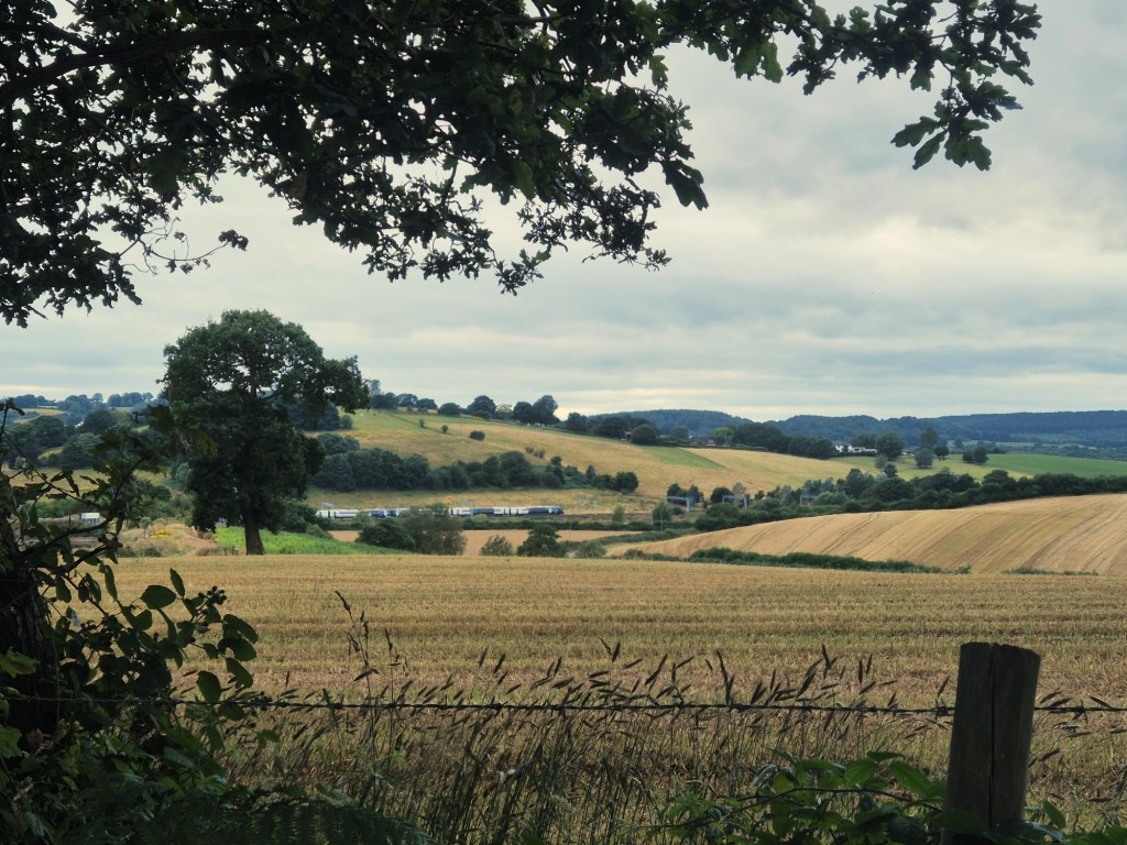 A view out of the forest across fields to a train track where a train is seen on the rails.