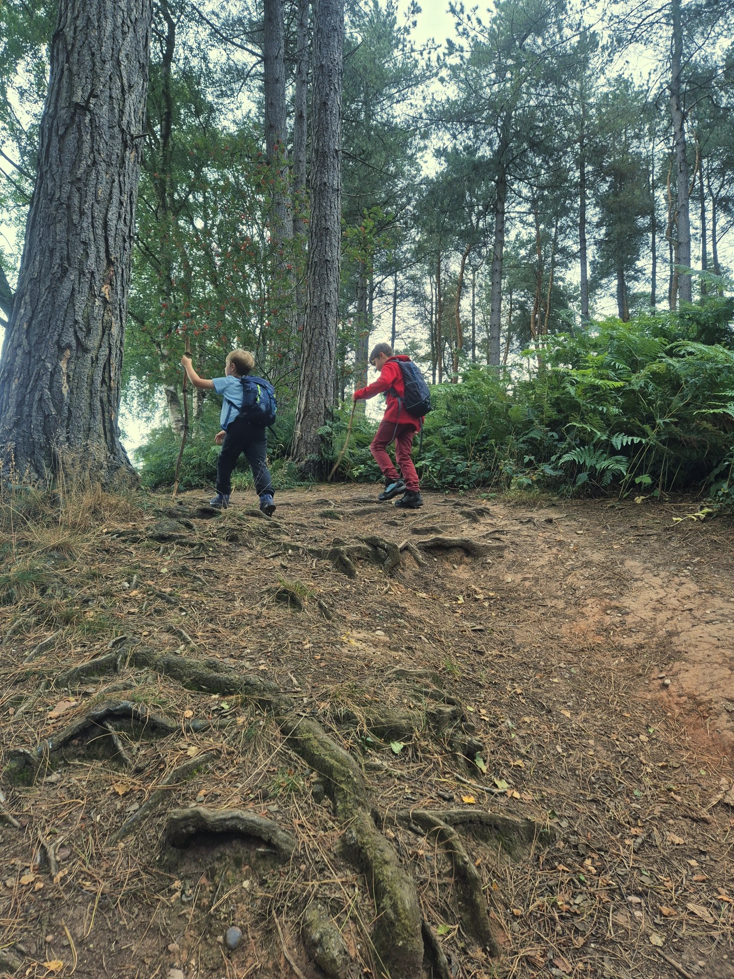 2 boys walk up a woodland sloping path covered in tree roots