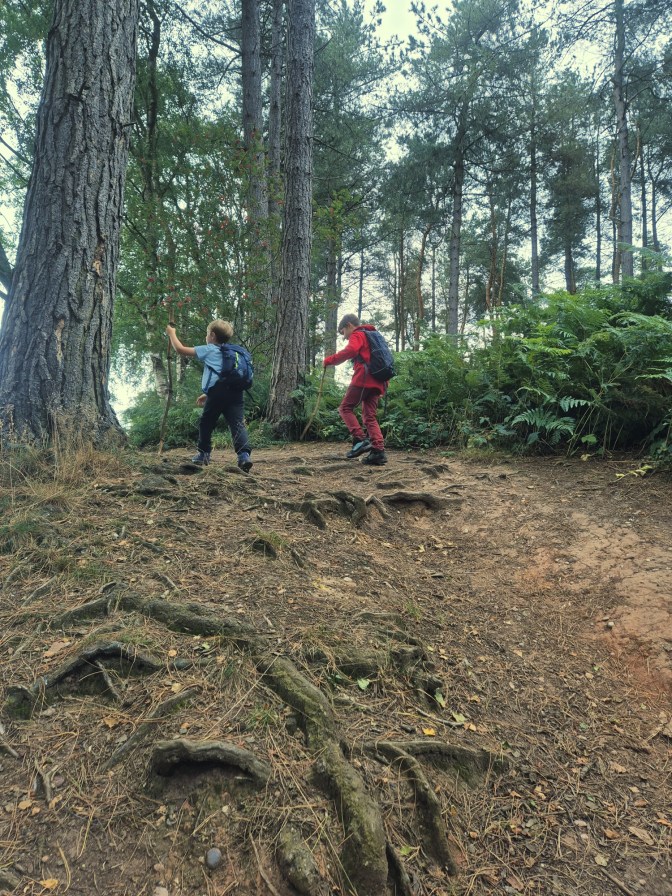 2 boys walk up a woodland sloping path covered in tree roots