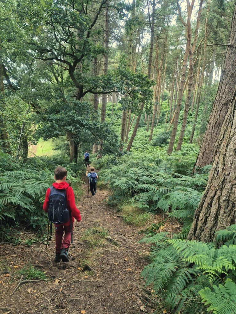 2 boys with sticks and backpacks walk through the woodland down a steep pathway.