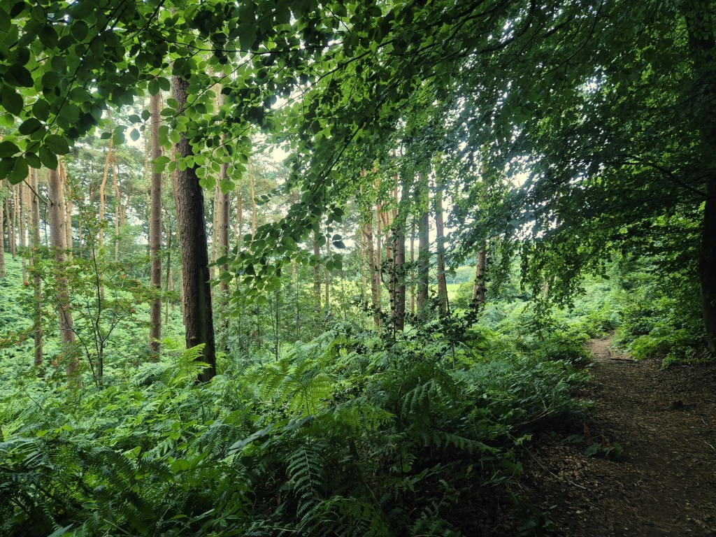Woodland in Staffordshire.