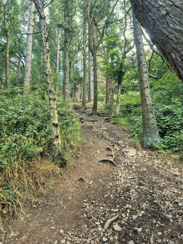a steep rocky pathway with tall trees either side