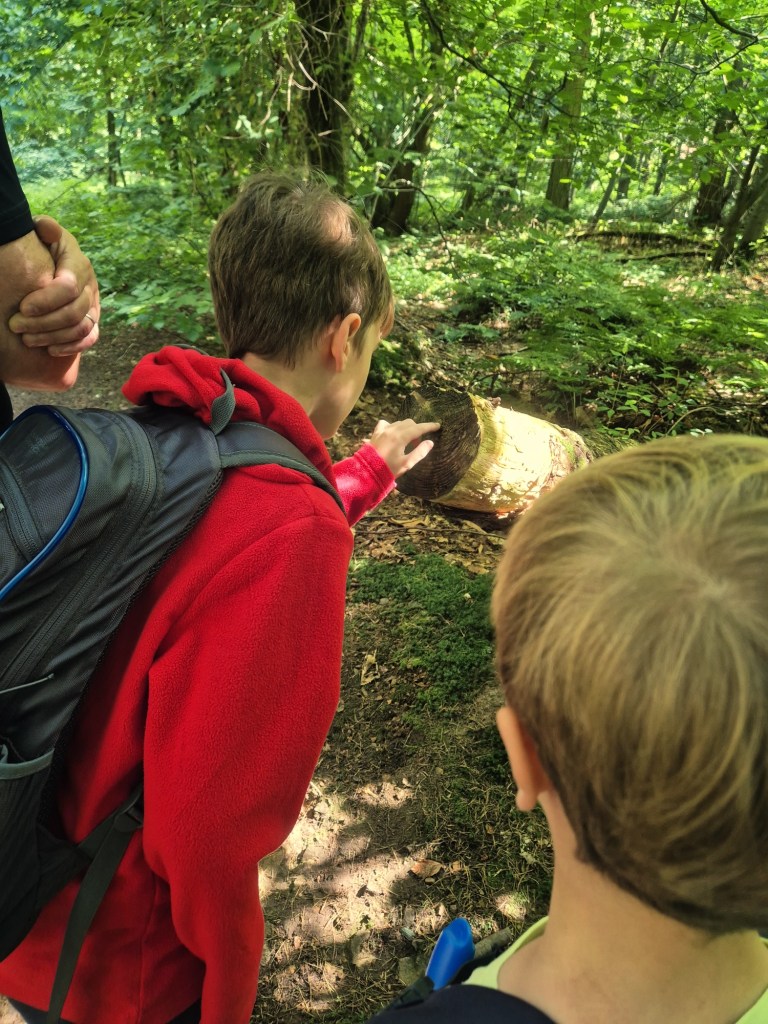 2 boys counting rings on a cut  tree