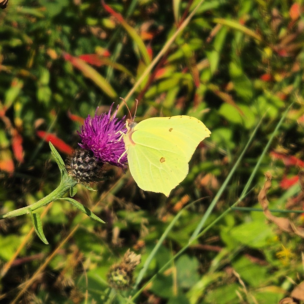 A brimstone butterfly rests on a purple plant