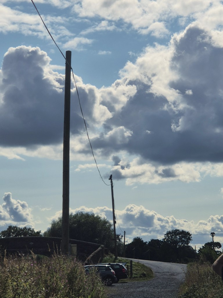 a view of 2 electric pylons with an owl ornament on top of one