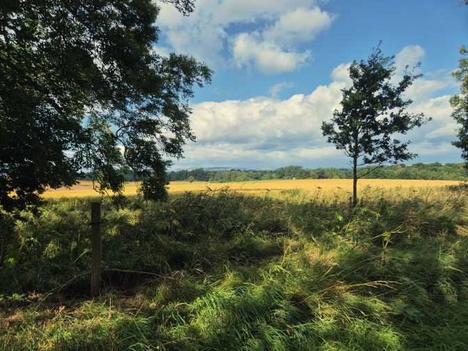 views across a field toward a blue sky with white clouds