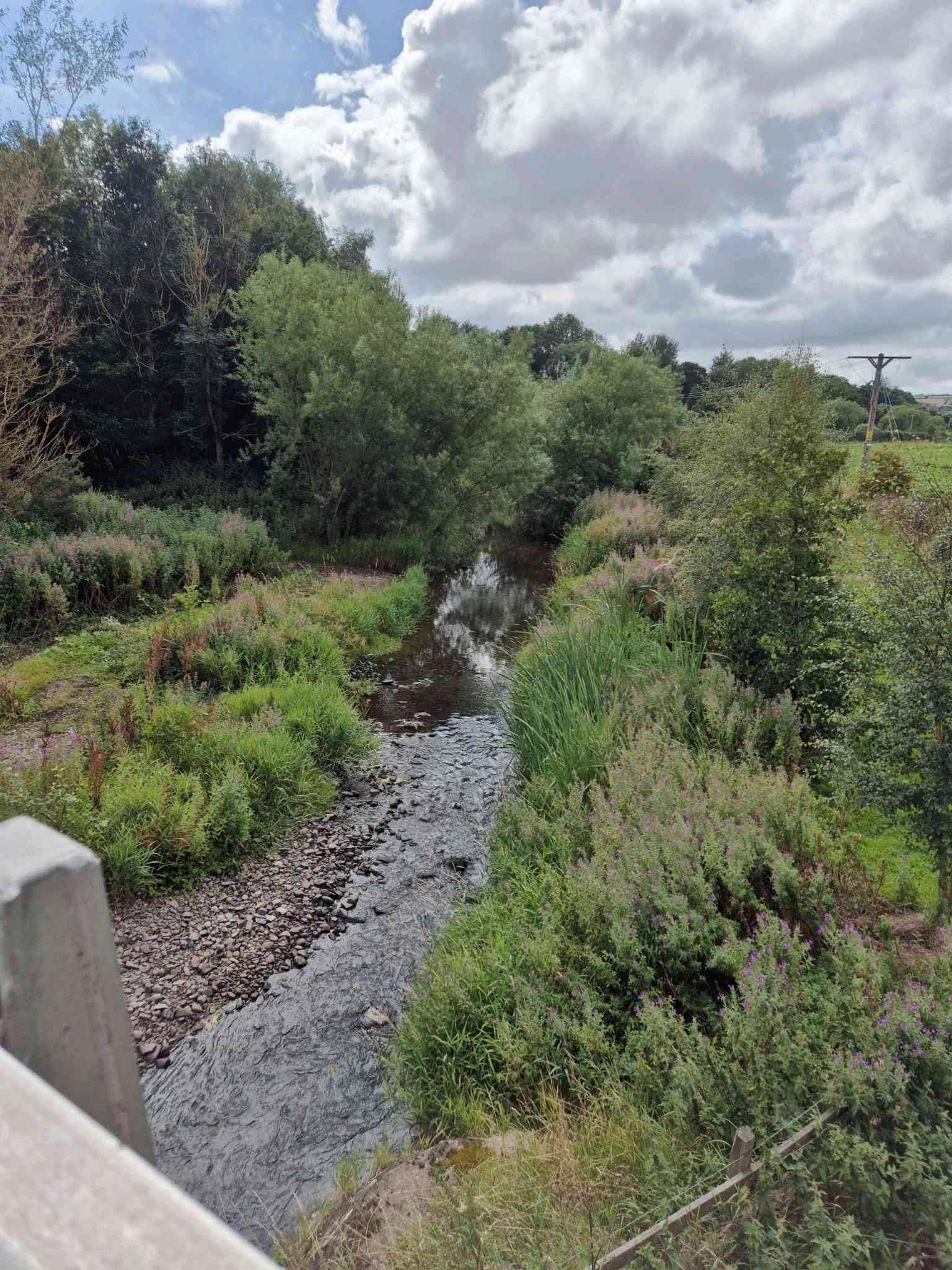 A river between two very grassy and shrub filled banks