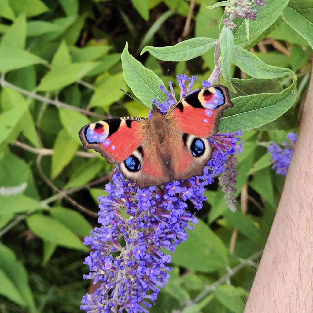 Peacock butterfly on a purple Buddleia