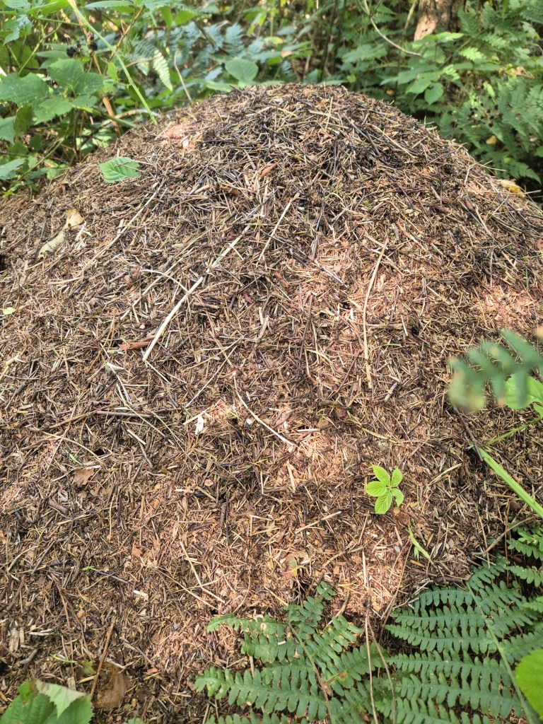 A close up of a large ant hill on the forest floor