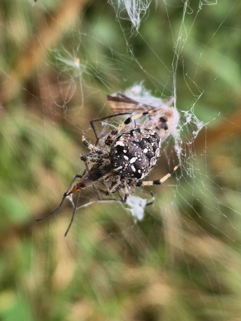 A spider finds a feast in his web