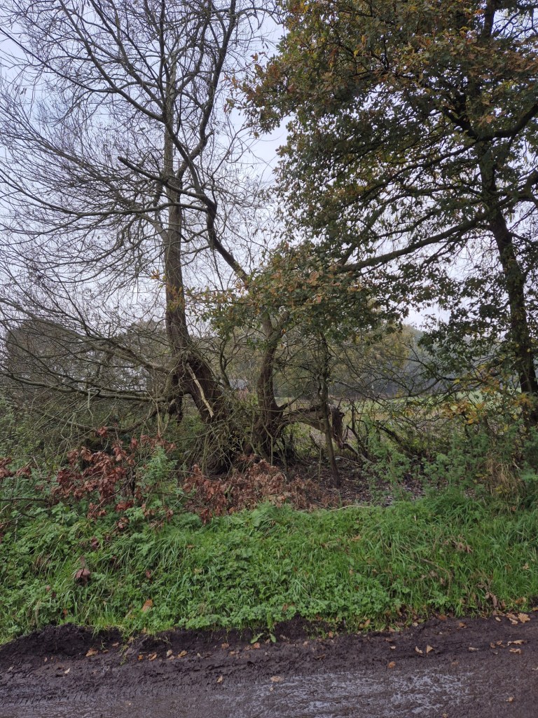 a tree slightly uprooted