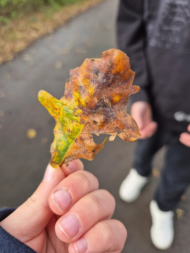 a child holds a colourful leaf