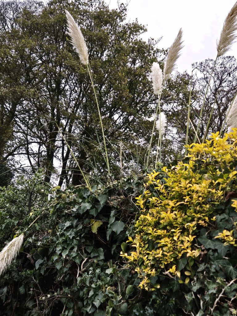 pampas grass in a hedgerow