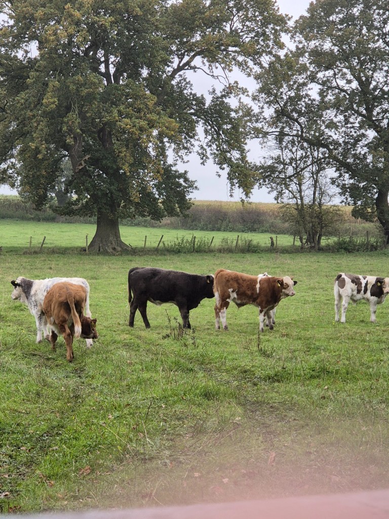 several cows in a field