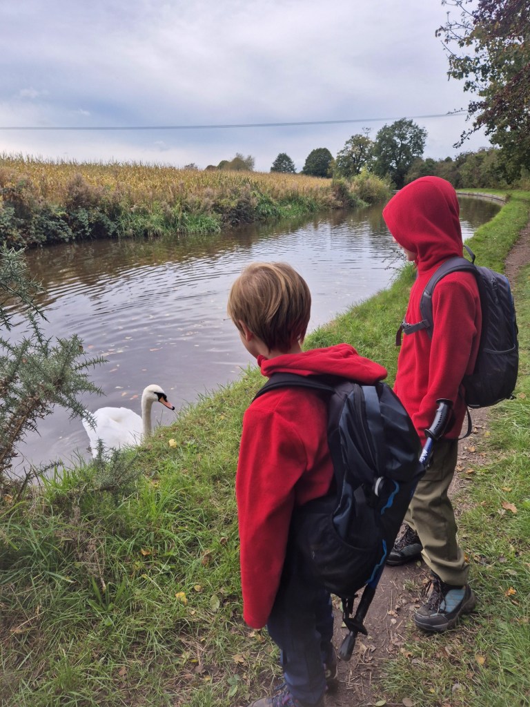 2 boys looking at a swan in the canal