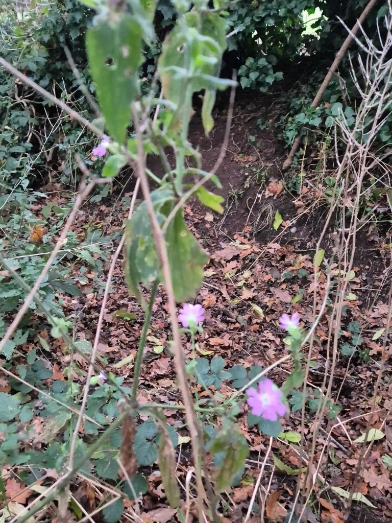 pink flowers in a ditch