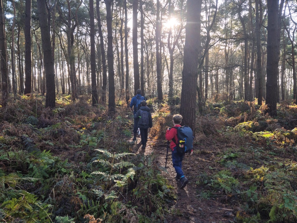 Bishop’s Wood Family Walk, Staffordshire – Autumn Woodland Trail with&nbsp;Kids