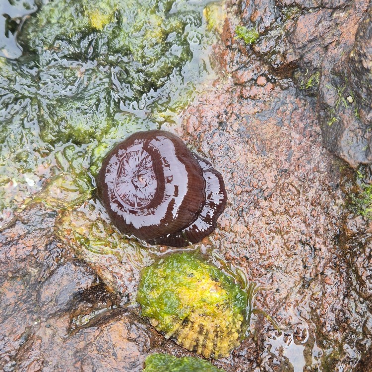 Close-up of a dark red sea anemone clinging to a rock in a rock pool