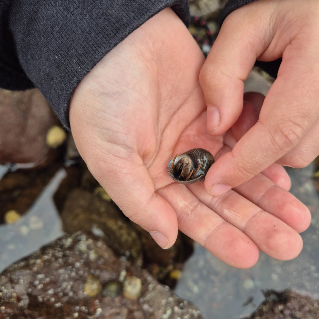 Child holding small seashells and periwinkles collected from a rock pool