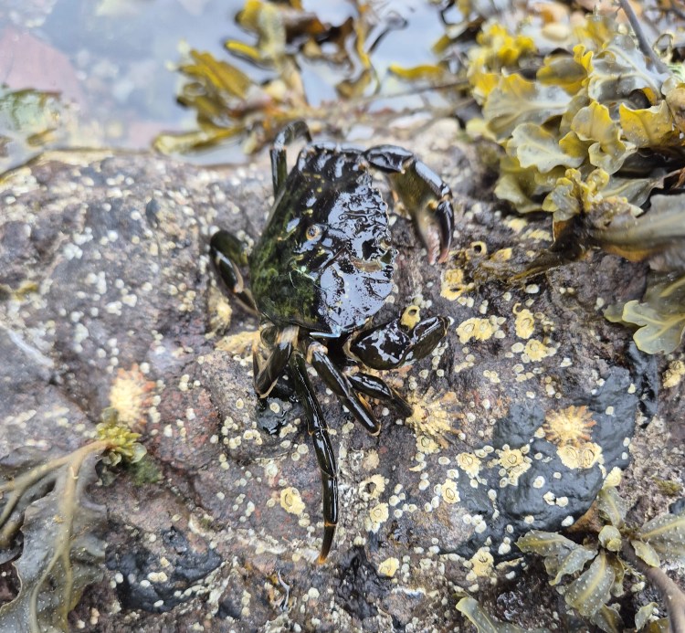 Close-up of a green shore crab resting on a rock