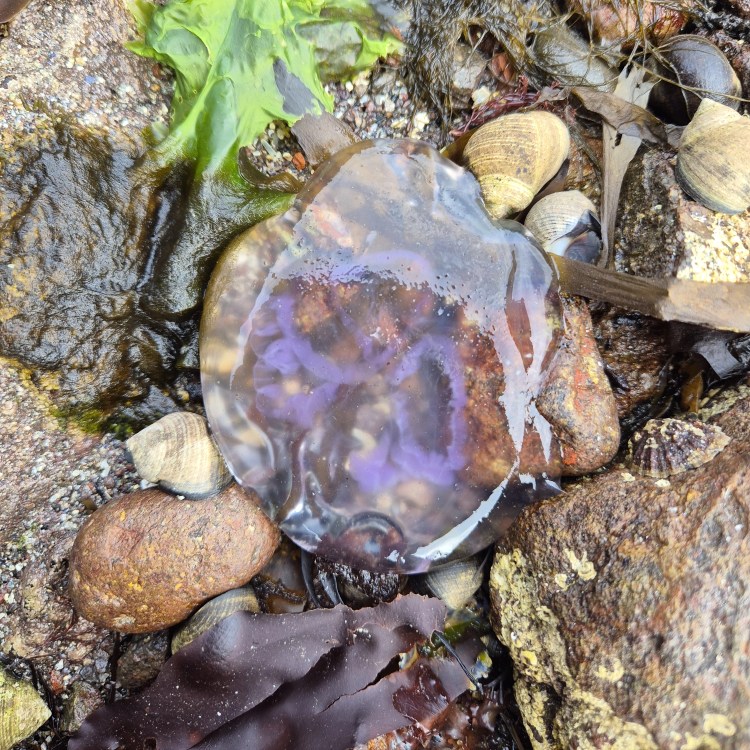 jellyfish with purple and blue hues floating in a shallow pool