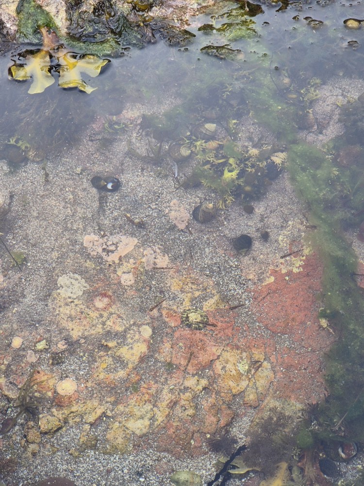 Clear shallow rock pool with tiny fish and colourful seaweed visible