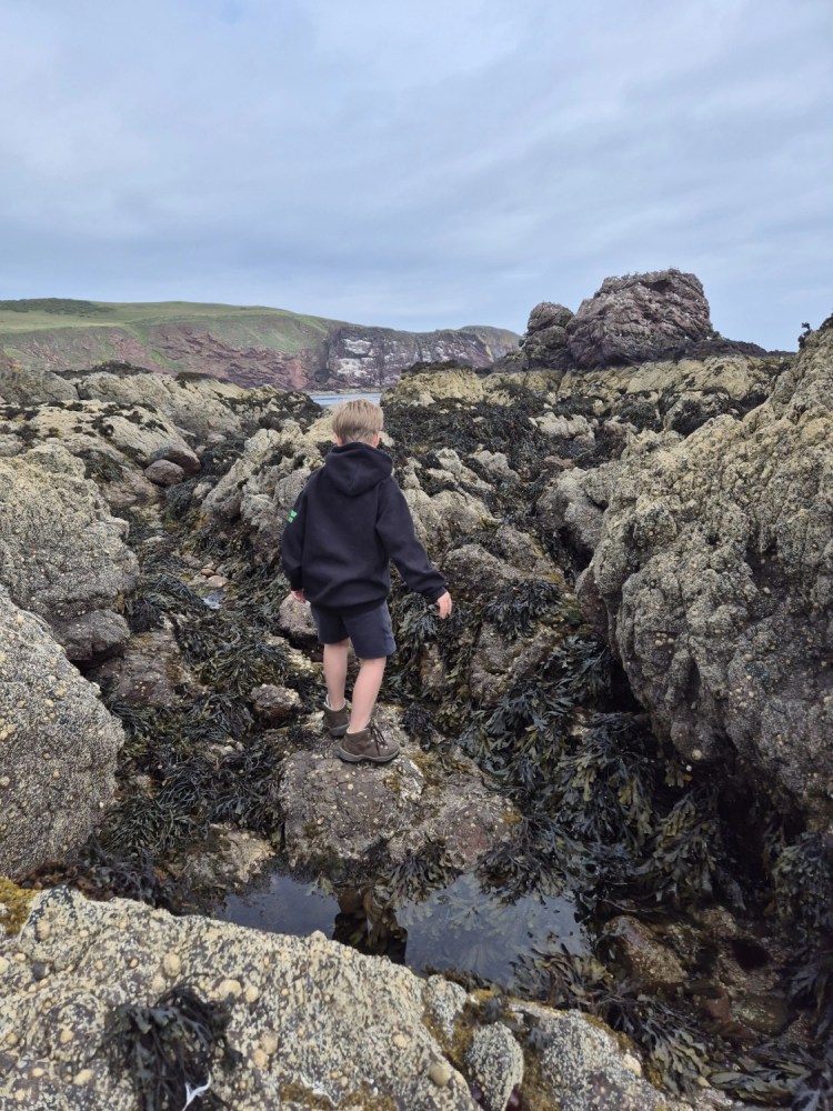 Child exploring rocks and seaweed on a rugged coastline in shorts and hoodie