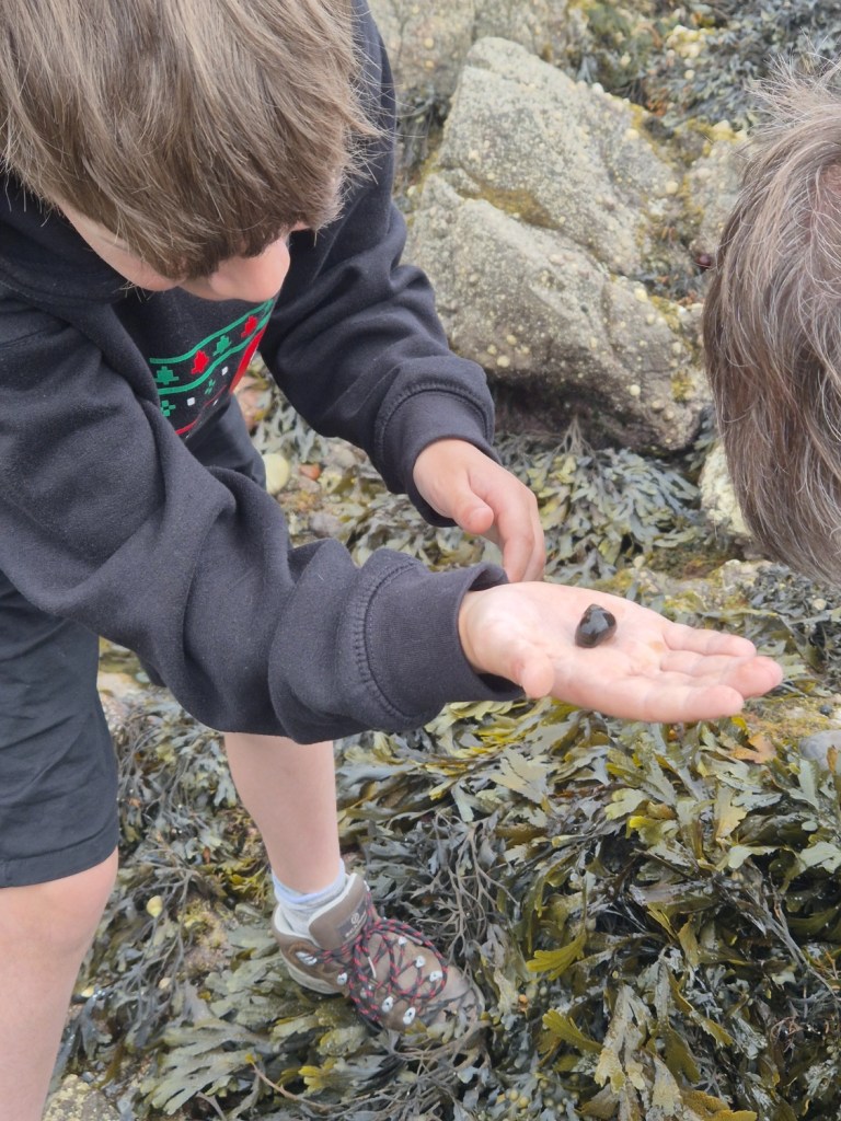 Children crouched by a rock pool, searching for crabs and shells
