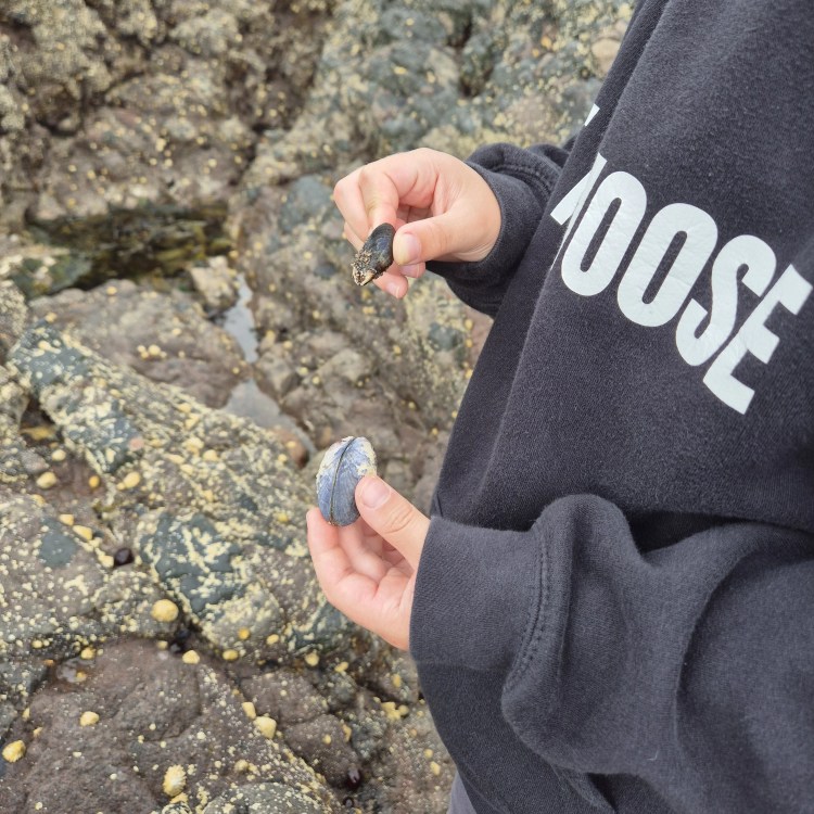 Child proudly holding mussels found among the rocks