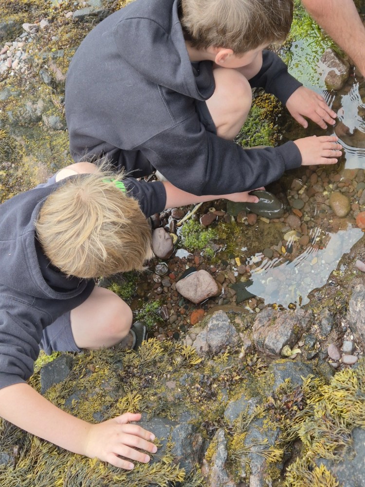 Children crouched by a rock pool, searching for crabs and shells