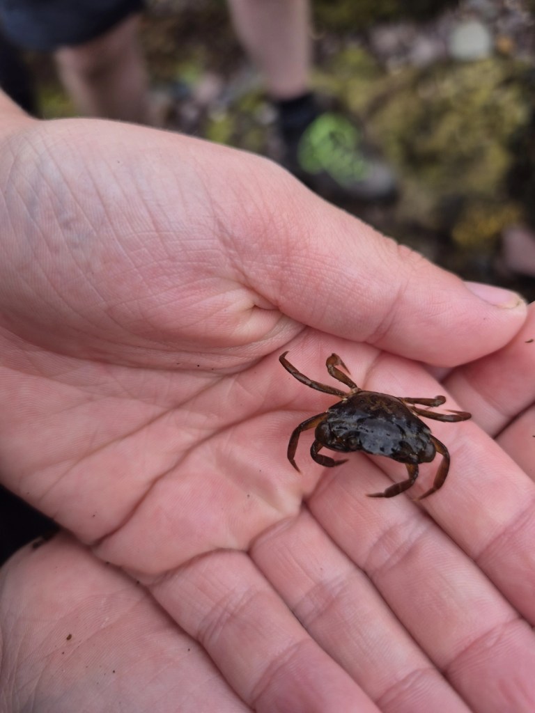 Close-up of a small crab being held gently in a child’s hand