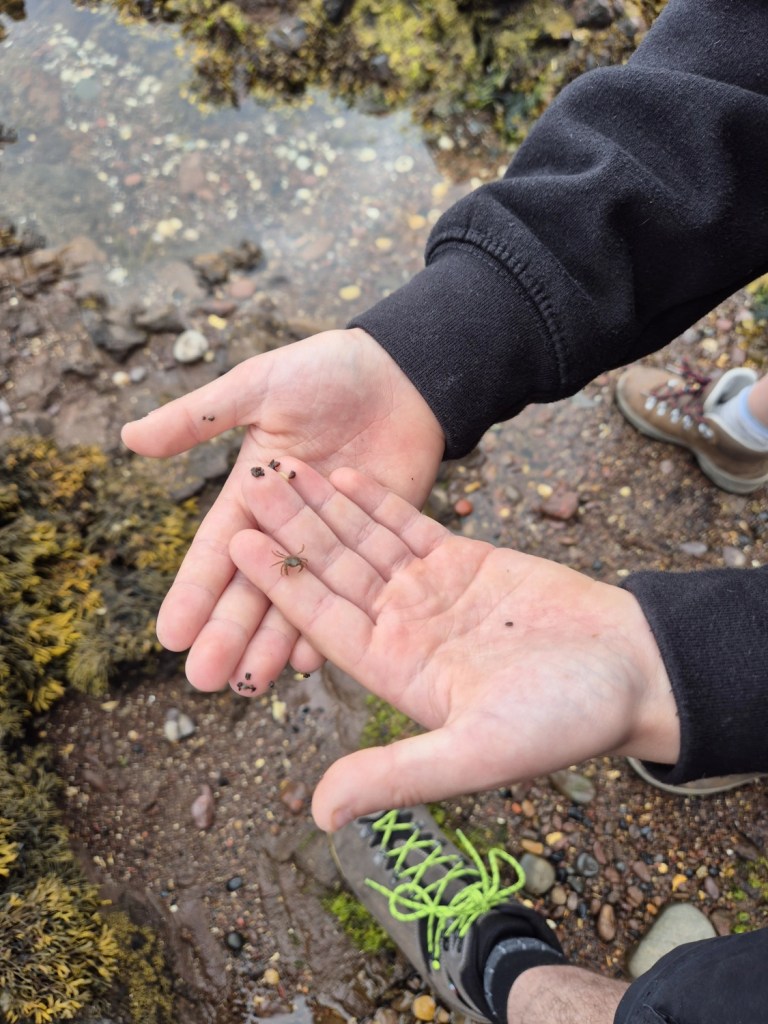 Open hands showing tiny snails and periwinkles found in a rock pool