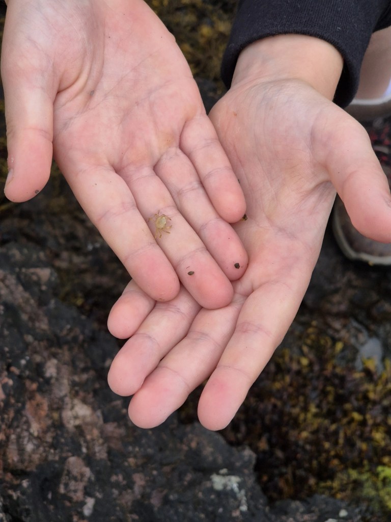 Open hands holding very small sea creatures and shells