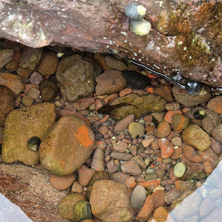 Collection of colourful pebbles and small shells in a crevice between rocks with a small goby