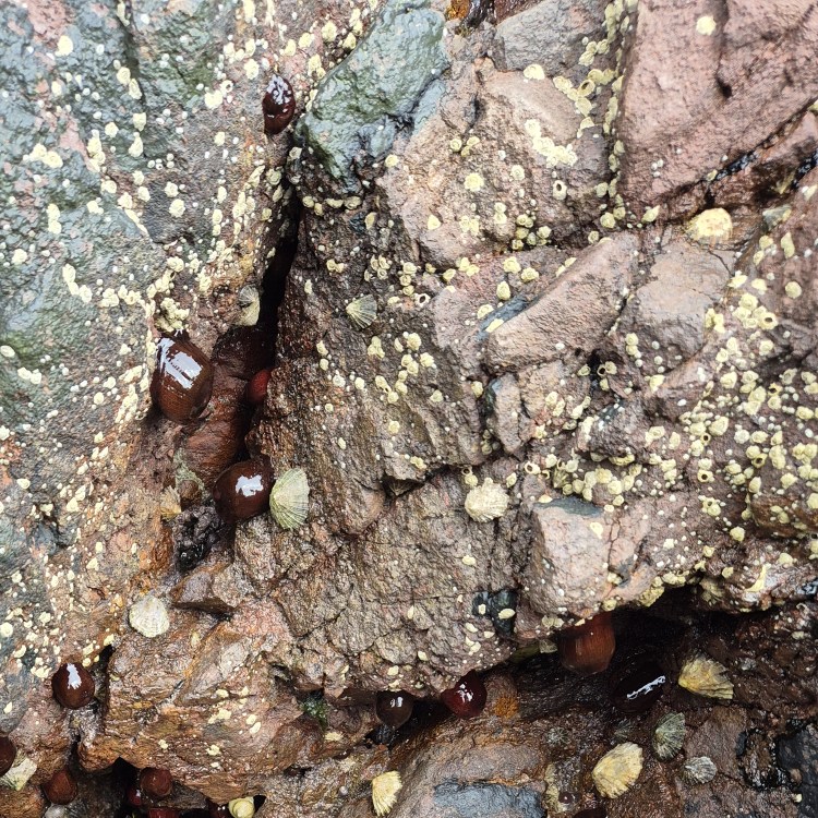 Barnacles and limpets on a wet rock in a rock pool