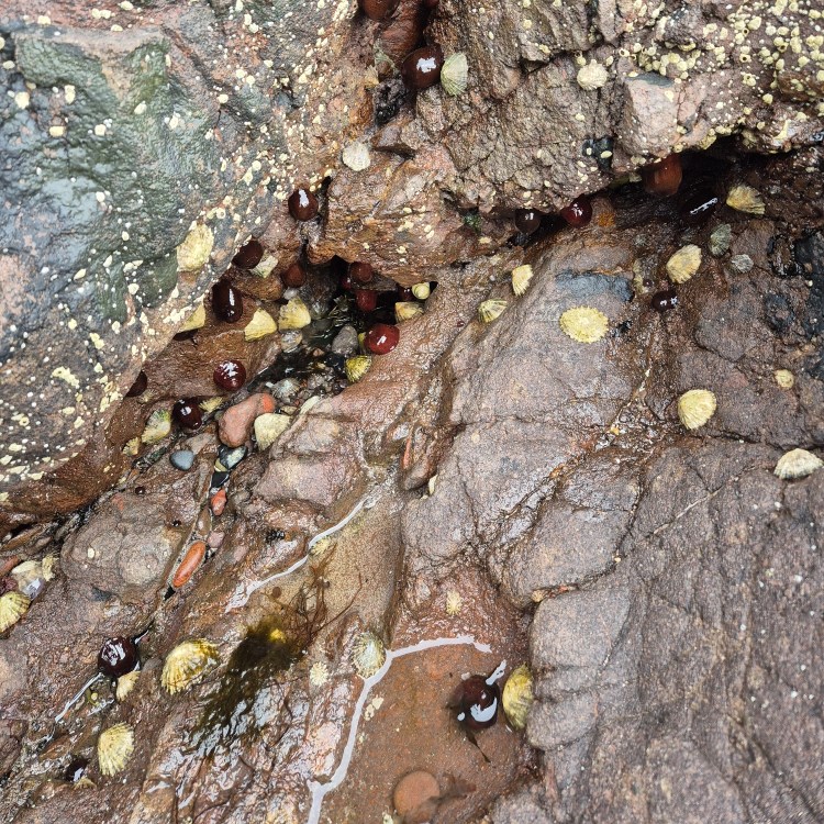 Barnacles and limpets on a wet rock in a rock pool