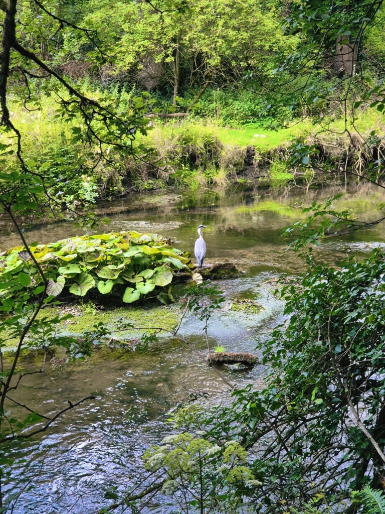 Heron stands in the middle of a river surrounded by lilypads