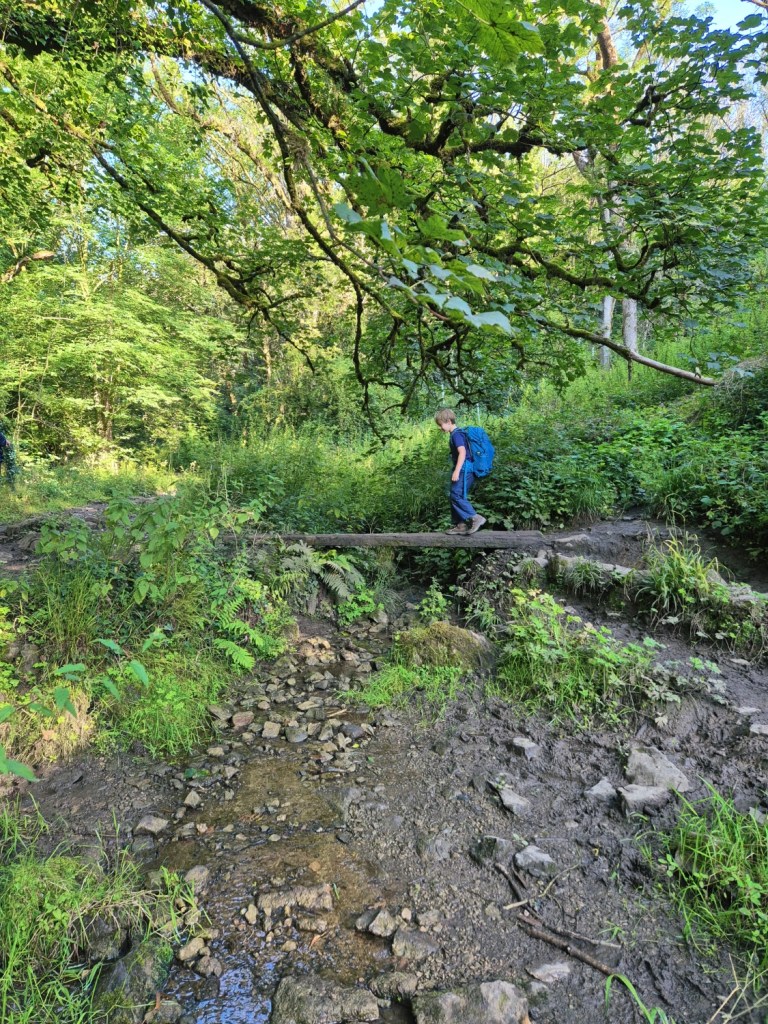 Child walking on a narrow wooden boardwalk through thick undergrowth