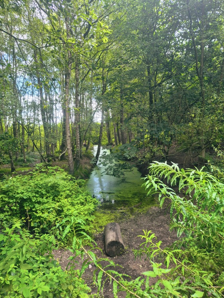 Green river partially hidden in lush greenery at the side of the trail