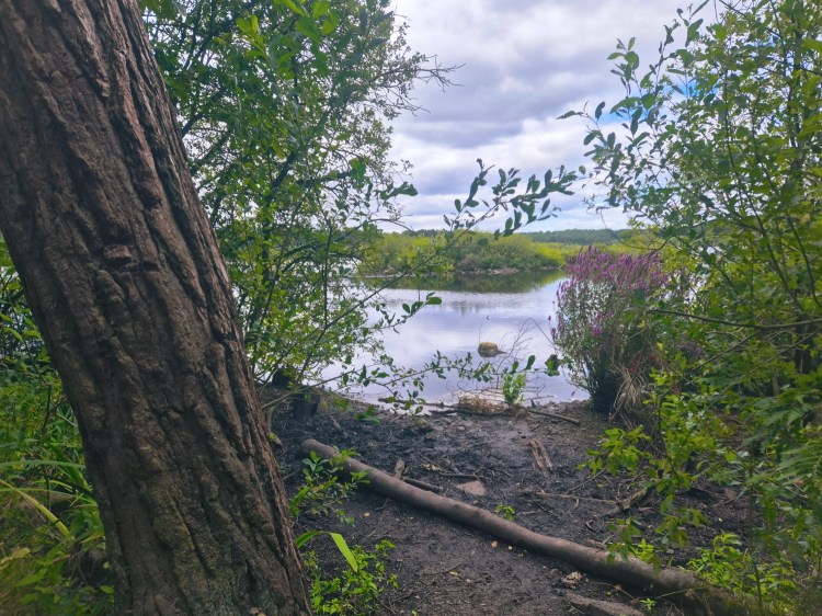 View through trees of a peat moss area with muddy edges and water beyond