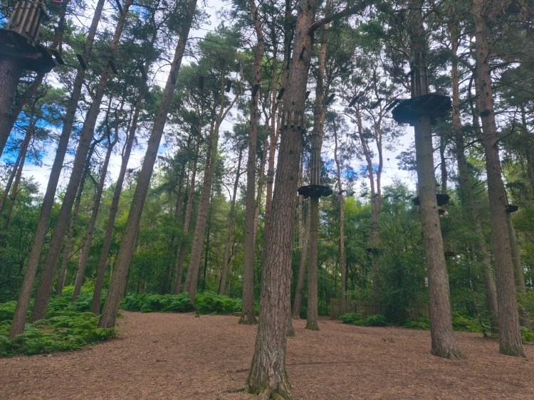 Go Ape high ropes course visible among tall pine trees in Delamere Forest
