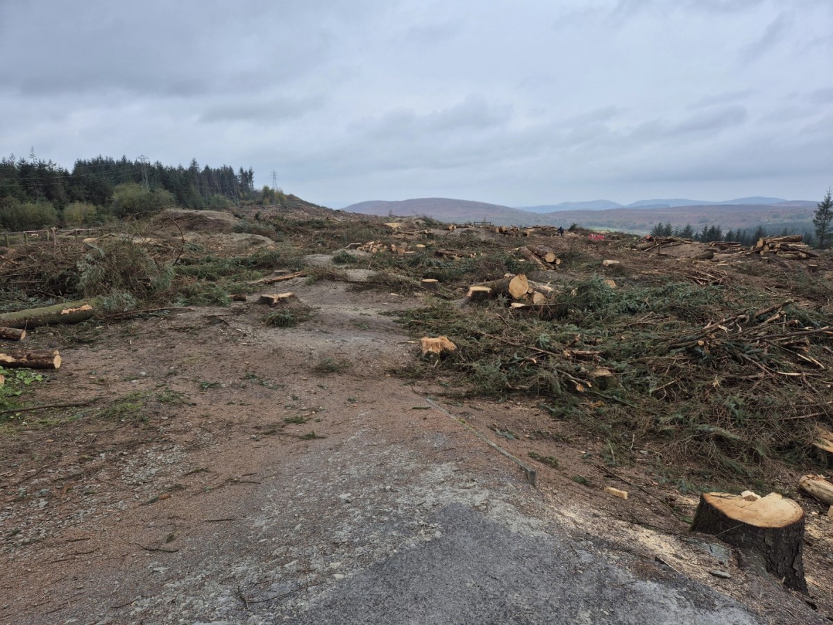 Llandegla Pump Track Update – Temporary Closure Due to Logging Works (October&nbsp;2025)